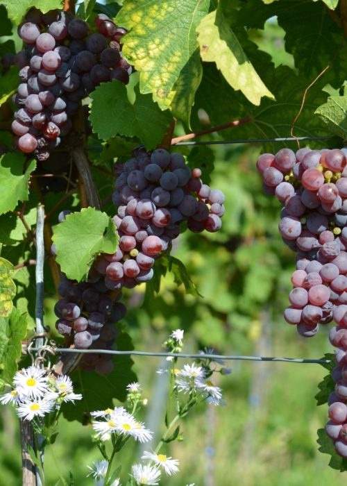Roter Riesling ANT 6350